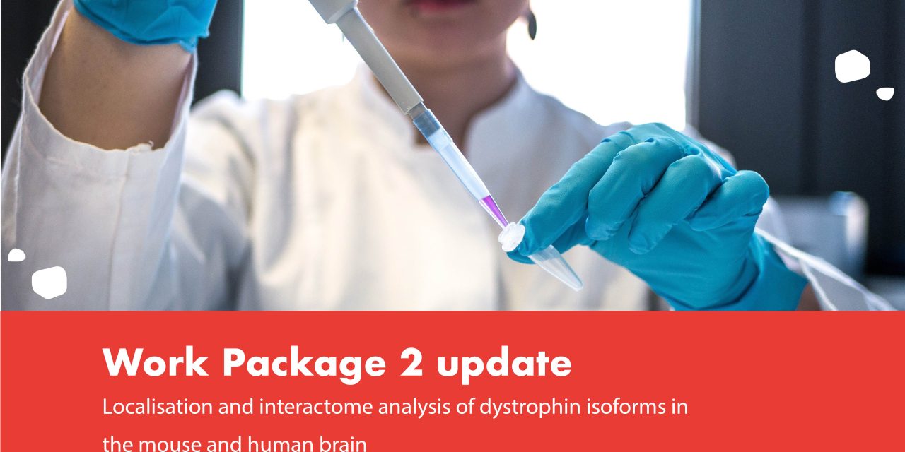 Localisation and interactome analysis of dystrophin isoforms in the mouse and human brain