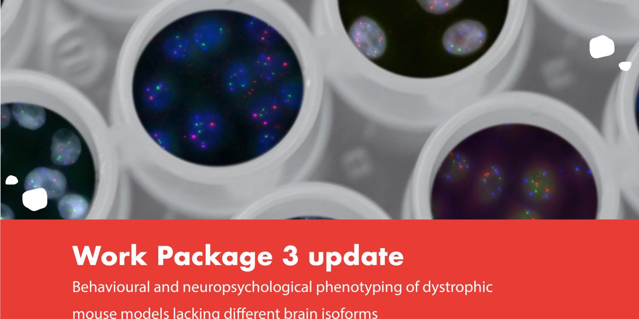 Behavioural and neuropsychological phenotyping of dystrophic mouse models lacking different brain isoforms