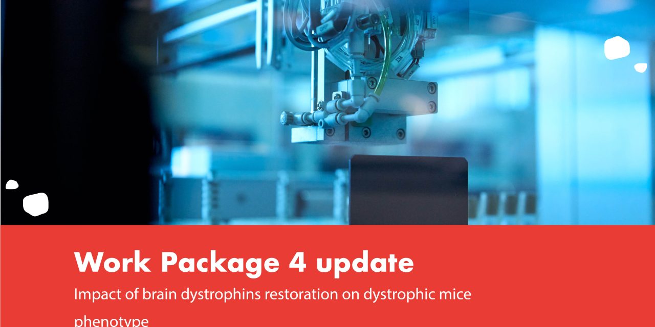 Impact of brain dystrophins restoration on dystrophic mice phenotype