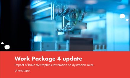 Impact of brain dystrophins restoration on dystrophic mice phenotype