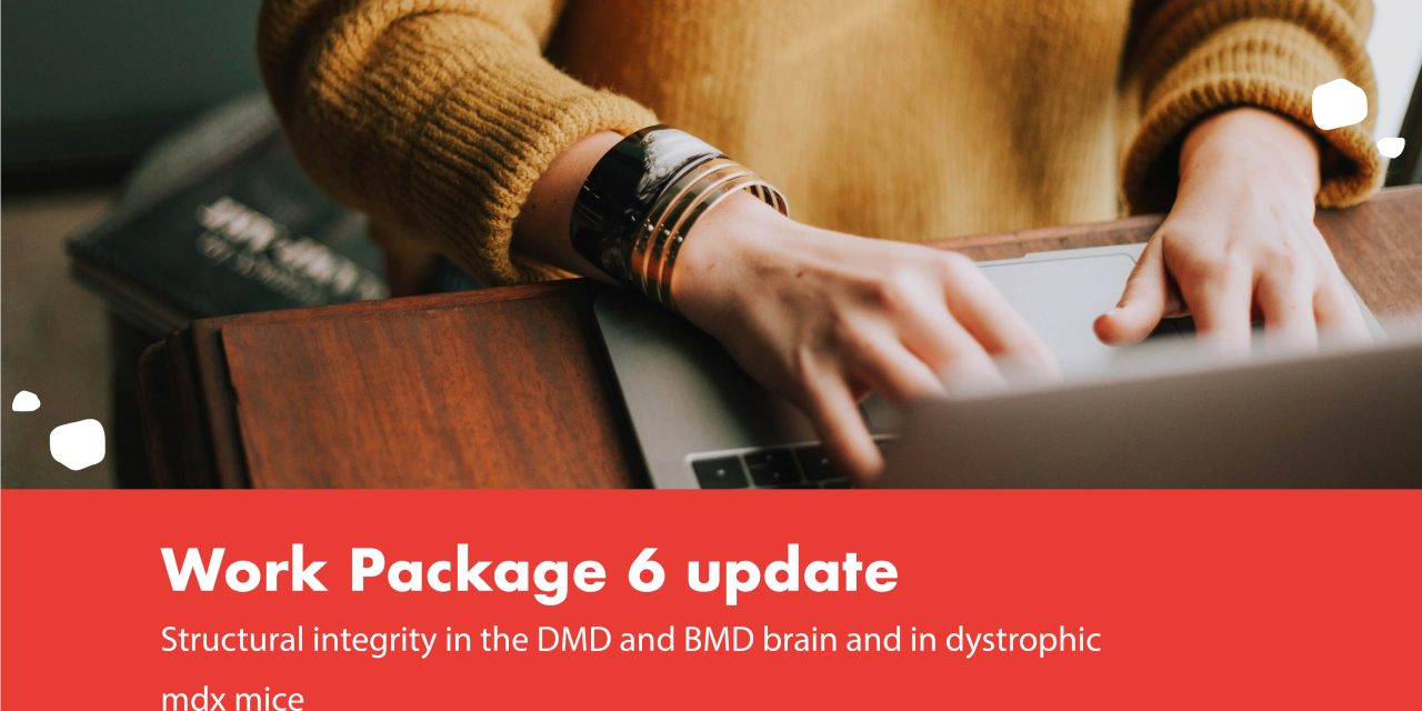 Structural integrity in the DMD and BMD brain and in dystrophic mdx mice